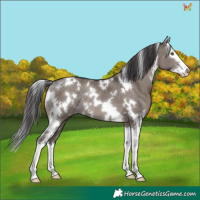 Horse Color:White Spotted Smoky Grullo Splash Rabicano Brindle 