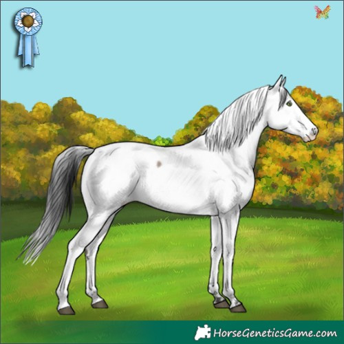 Horse Color:White Spotted Brown Dun Appaloosa Rabicano Brindle 