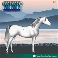 Horse Color:White Spotted Brown Dun Fewspot Rabicano Brindle 