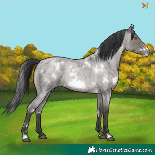 Horse Color:White Spotted Grullo Roan Frame Rabicano Brindle