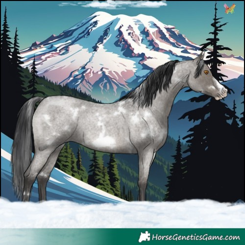 Horse Color:White Spotted Grullo Roan Frame Rabicano Brindle