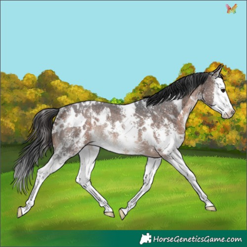 Horse Color:White Spotted Bay Sabino Splash Appaloosa Rabicano