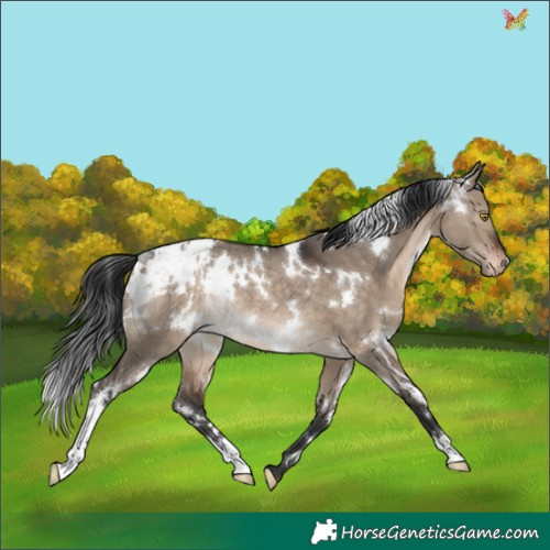 Horse Color:White Spotted Brown Dun Appaloosa Rabicano 