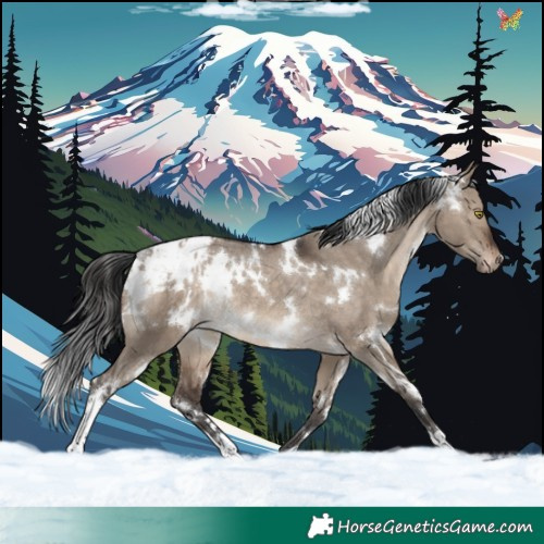 Horse Color:White Spotted Brown Dun Appaloosa Rabicano 