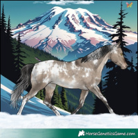 Horse Color:White Spotted Brown Dun Appaloosa Rabicano