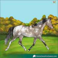 Horse Color:White Spotted Brown Dun Appaloosa Rabicano 
