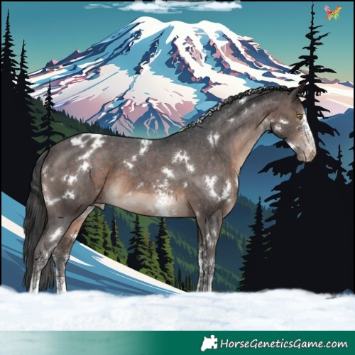 Horse Color:White Spotted Bay Sabino Appaloosa 