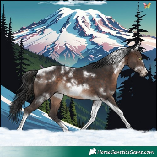 Horse Color:White Spotted Brown Tobiano Frame Rabicano 