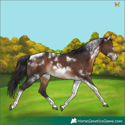 Horse Color:White Spotted Brown Tobiano Frame Rabicano 