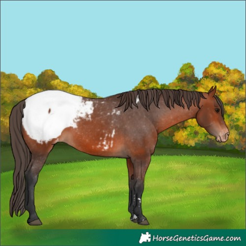 Horse Color:Bay Appaloosa