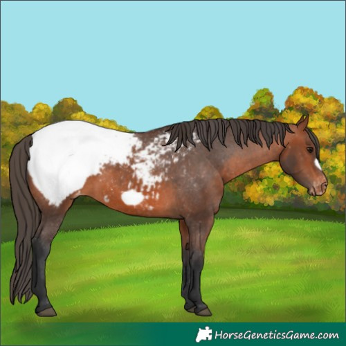 Horse Color:Bay Frame Appaloosa