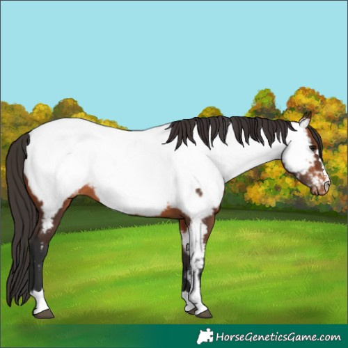 Horse Color:Bay Appaloosa