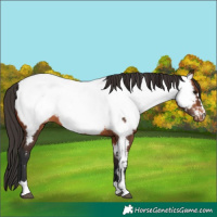 Horse Color:Bay Appaloosa