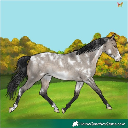 Horse Color:White Spotted Brown Roan Dun Frame 