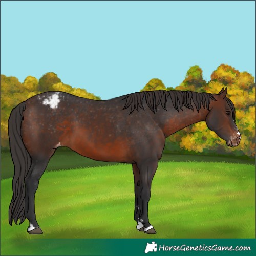Horse Color:Brown Appaloosa 