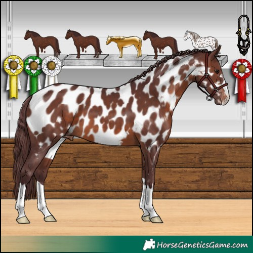 Horse Color:Chocolate Brown Appaloosa 