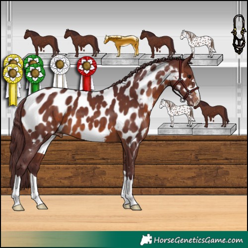 Horse Color:Chocolate Brown Appaloosa 