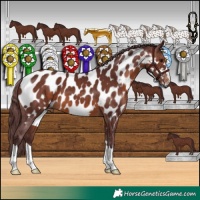 Horse Color:Chocolate Brown Appaloosa