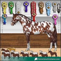 Horse Color:Chocolate Brown Near Leopard 