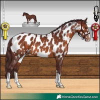 Horse Color:Chocolate Brown Appaloosa