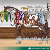 Horse Color:Chocolate Brown Near Leopard 