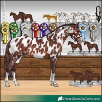 Horse Color:Chocolate Brown Appaloosa 