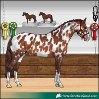Horse Color:Chocolate Brown Appaloosa 