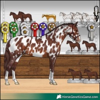 Horse Color:Chocolate Brown Appaloosa 