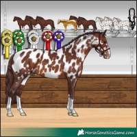 Horse Color:Chocolate Brown Appaloosa 