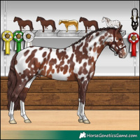 Horse Color:Chocolate Brown Appaloosa 