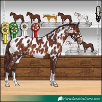 Horse Color:Chocolate Brown Appaloosa 