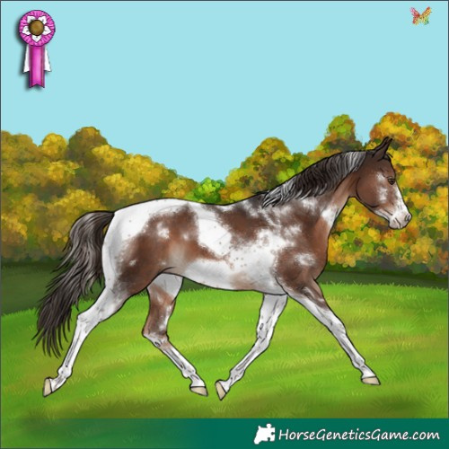 Horse Color:White Spotted Liver Chestnut Tobiano Frame 