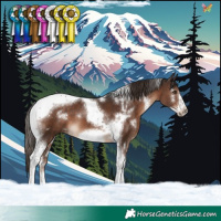 Horse Color:White Spotted Liver Chestnut Tobiano Frame