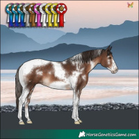 Horse Color:White Spotted Liver Chestnut Tobiano Frame 