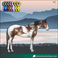 Horse Color:White Spotted Liver Chestnut Tobiano Frame 