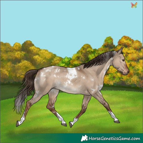 Horse Color:White Spotted Liver Red Dun Tobiano 