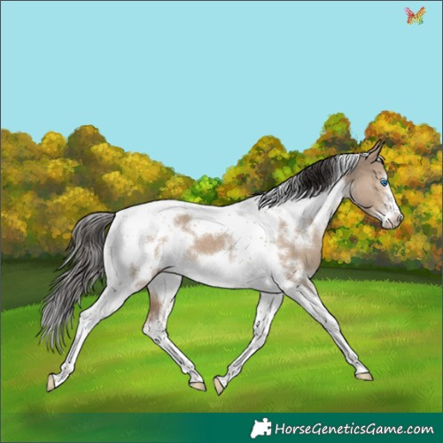 Horse Color:White Spotted Liver Red Dun Tobiano Frame 