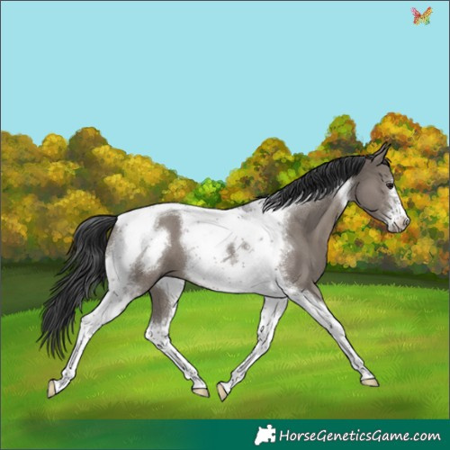 Horse Color:Grullo Tobiano Frame 