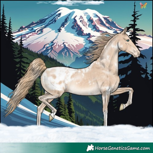 Horse Color:White Spotted Perlino Appaloosa 