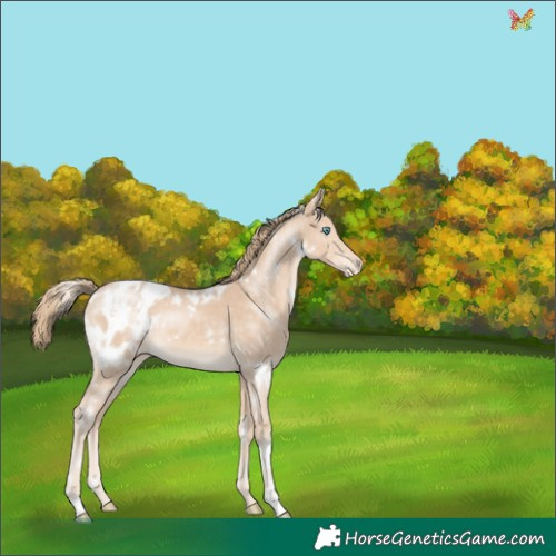 Horse Color:White Spotted Perlino Appaloosa 