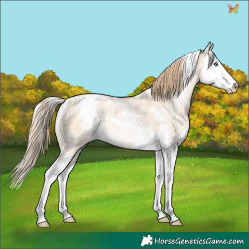 Horse Color:White Spotted Perlino Dun Splash Appaloosa Rabicano