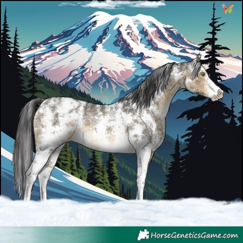 Horse Color:Buckskin Sabino Varnish Rabicano 