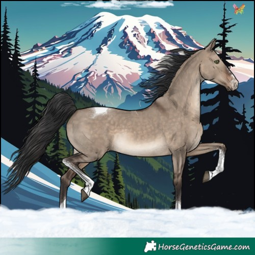 Horse Color:Brown Dun Tobiano 