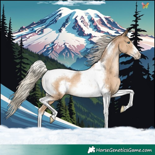 Horse Color:Chocolate Palomino Pearl Tobiano Frame 