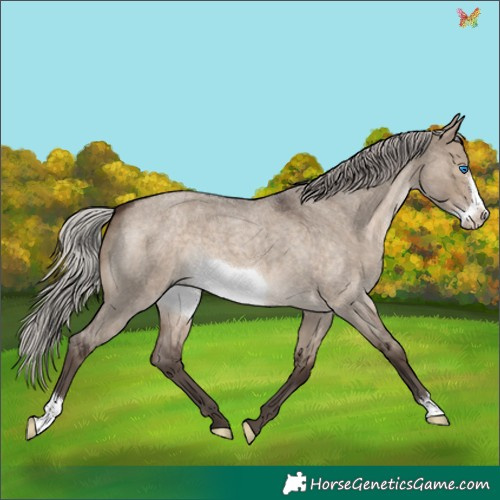 Horse Color:Silver Brown Roan Dun Frame