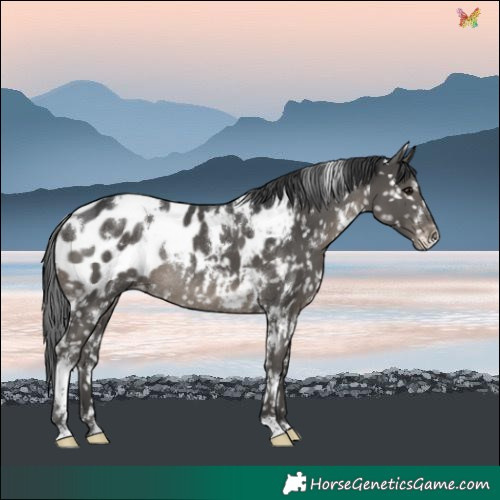 Horse Color:White Spotted Black Blanket Rabicano 