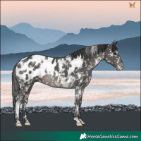 Horse Color:White Spotted Black Blanket Rabicano 