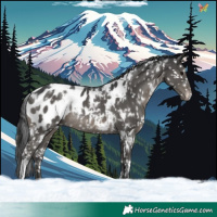 Horse Color:White Spotted Black Appaloosa Rabicano