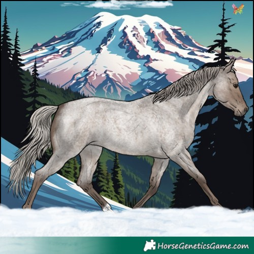 Horse Color:Silver Grullo Roan 