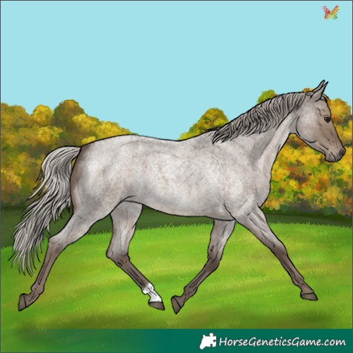 Horse Color:Silver Grullo Roan 